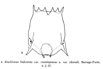 Brachionus bidentatus var. crassispineus