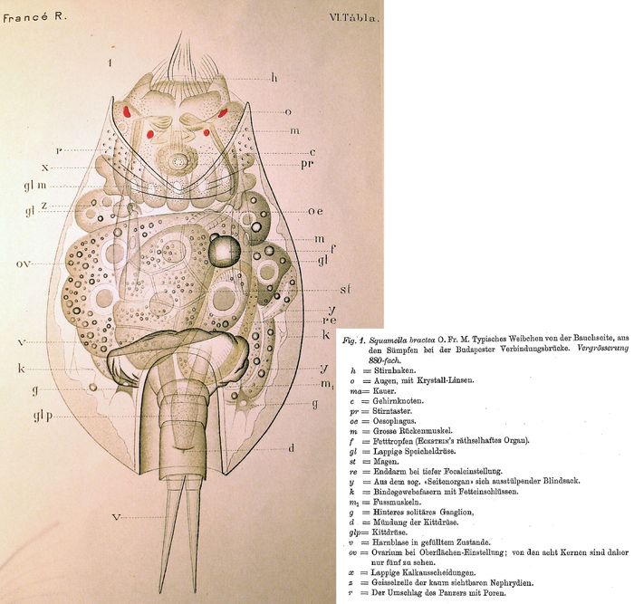 Brachionus bractea Brachionus bractea