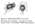 Brachionus bractea - Original description image