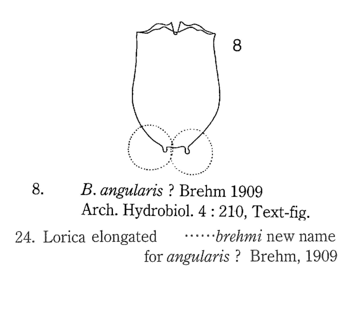 Brachionus brehmi - Original description image