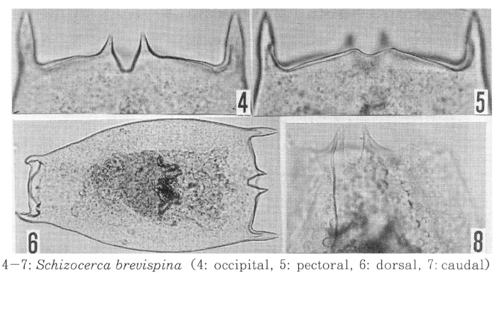 Brachionus brevispina
