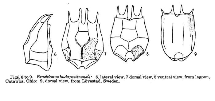 Brachionus budapestinensis