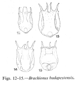 Brachionus budapestinensis