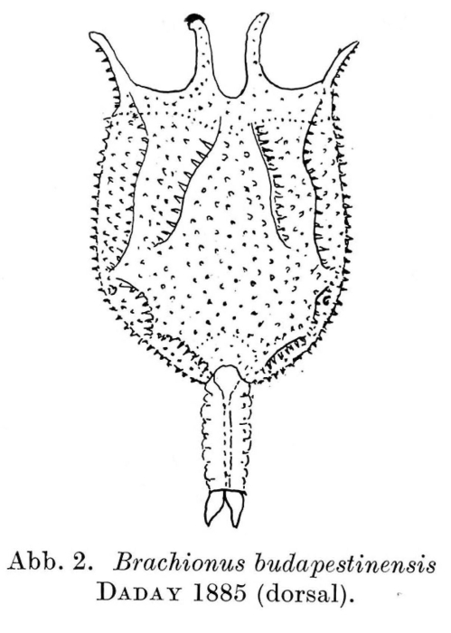 Brachionus budapestinensis