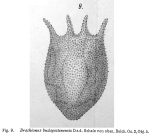 Brachionus budapestinensis