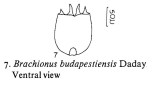 Brachionus budapestinensis