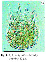 Brachionus budapestinensis