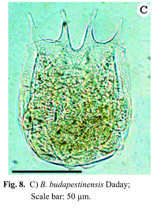 Brachionus budapestinensis