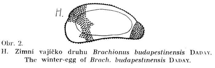 Brachionus budapestinensis