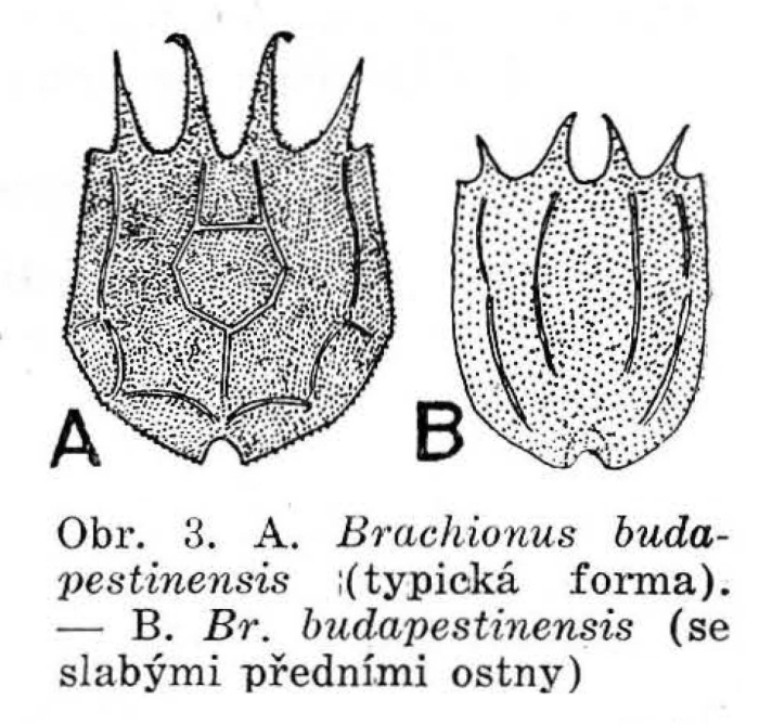 Brachionus budapestinensis