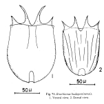 Brachionus budapestinensis