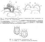 Brachionus budapestinensis