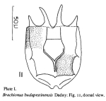 Brachionus budapestinensis