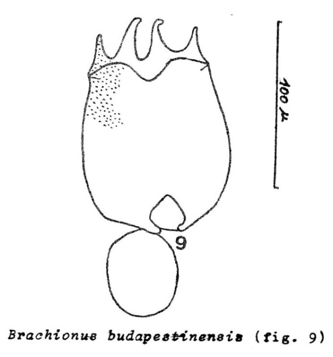 Brachionus budapestinensis