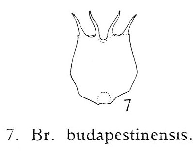 Brachionus budapestinensis