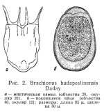 Brachionus budapestinensis