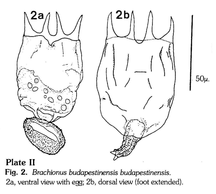 Brachionus budapestinensis