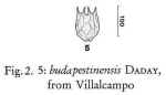 Brachionus budapestinensis
