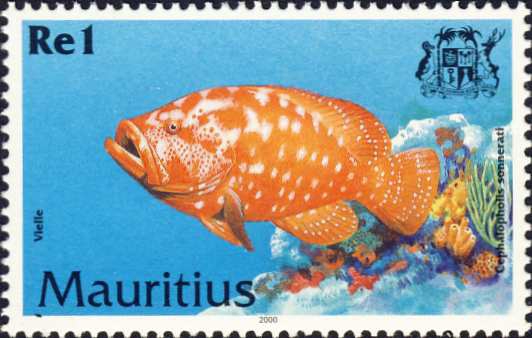 Cephalopholis sonnerati Cephalopholis sonnerati