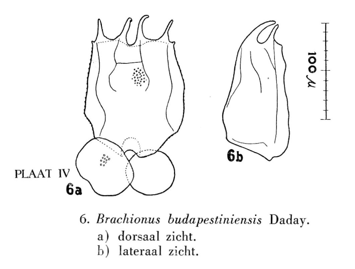 Brachionus budapestinensis