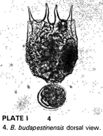 Brachionus budapestinensis