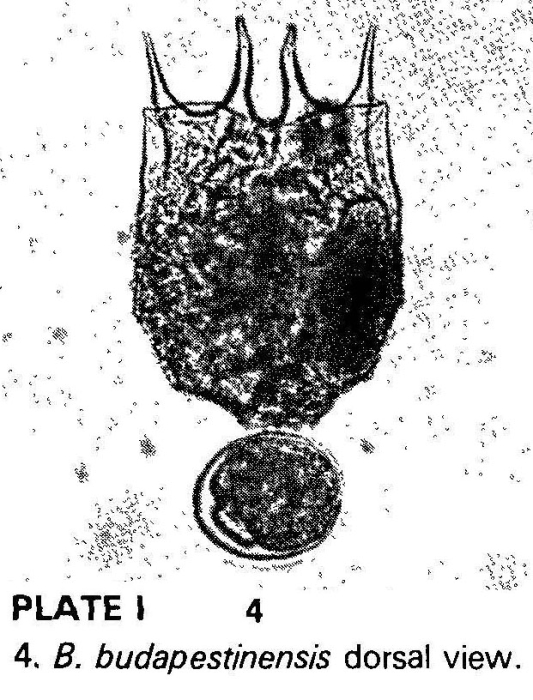 Brachionus budapestinensis