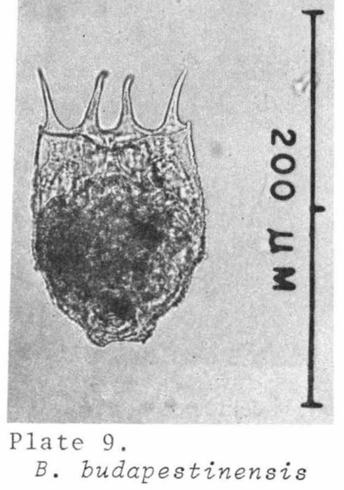 Brachionus budapestinensis
