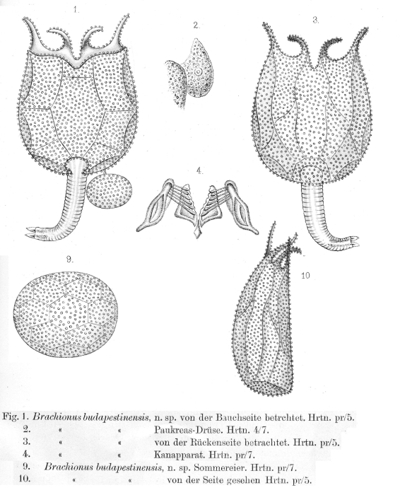 Brachionus budapestinensis - Original description image