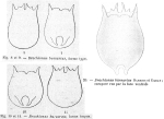 Brachionus bursarius - Original description image