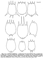 Brachionus calyciflorus