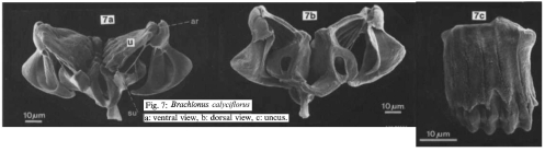 Brachionus calyciflorus
