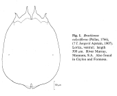 Brachionus calyciflorus