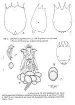 Brachionus calyciflorus