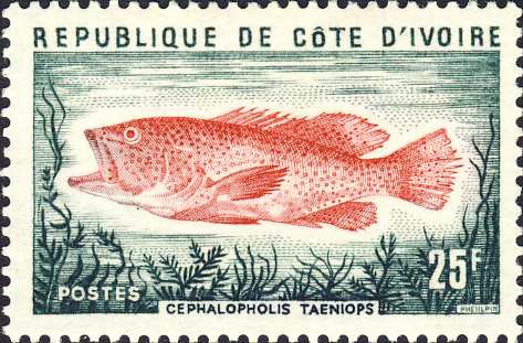 Cephalopholis taeniops Cephalopholis taeniops