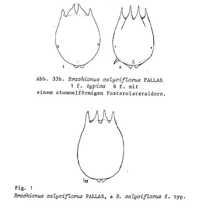 Brachionus calyciflorus