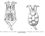 Brachionus calyciflorus