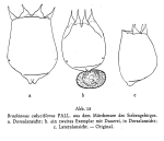 Brachionus calyciflorus