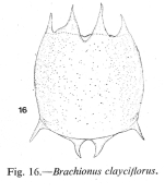 Brachionus calyciflorus
