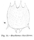 Brachionus calyciflorus