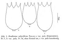 Brachionus calyciflorus