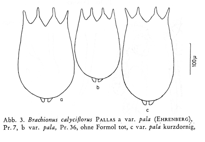 Brachionus calyciflorus
