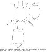 Brachionus calyciflorus