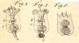 Brachionus calyciflorus