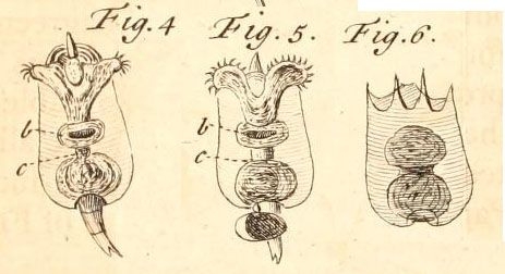 Brachionus calyciflorus
