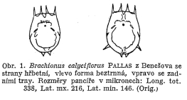 Brachionus calyciflorus