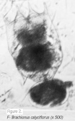 Brachionus calyciflorus