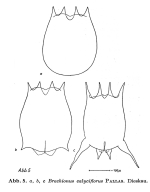 Brachionus calyciflorus