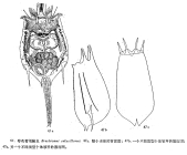 Brachionus calyciflorus