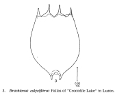 Brachionus calyciflorus