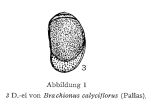 Brachionus calyciflorus